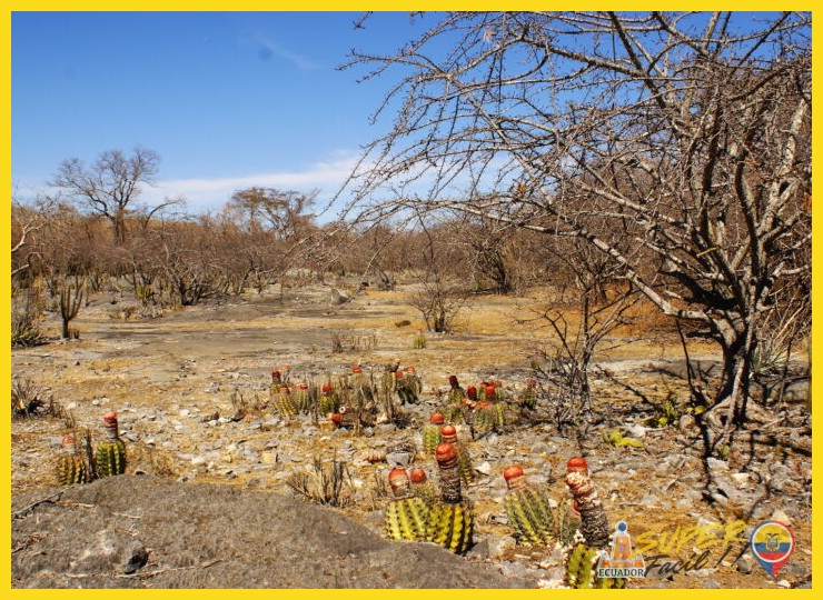 Amenazas y conservación: un futuro en la balanza