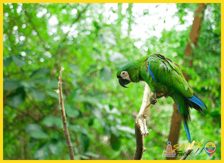 Aventura y Turismo de Naturaleza: Más Allá del Avistamiento de Aves