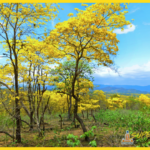 Bosque seco de la costa un mundo de adaptación sorprendente - Bosque seco de