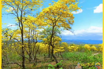 Bosque seco de la costa un mundo de adaptación sorprendente - Bosque seco de