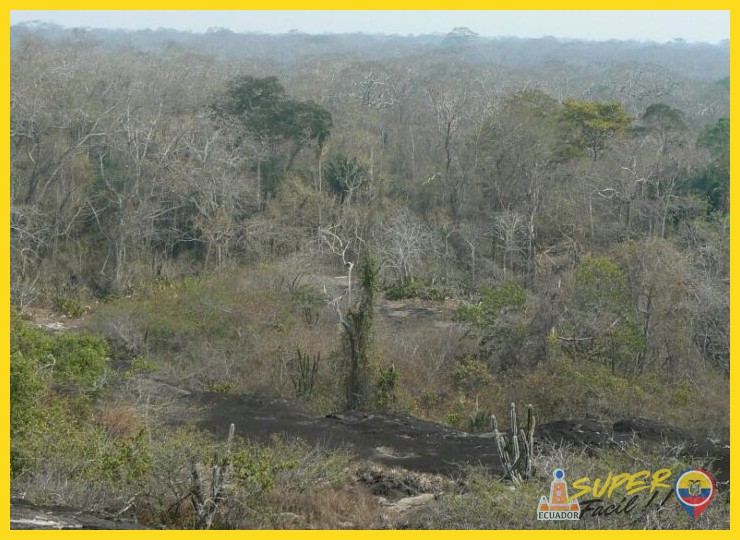 Botánica de la resiliencia: plantas que desafían la sequía