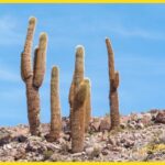 Cactus gigantes en el desierto costero ecuatoriano - Cactus gigantes en