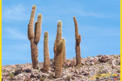 Cactus gigantes en el desierto costero ecuatoriano - Cactus gigantes en