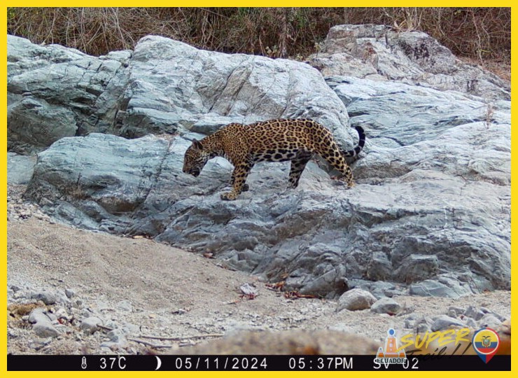 ¿Cómo beneficia la conservación de tapires y jaguares a todo el ecosistema?