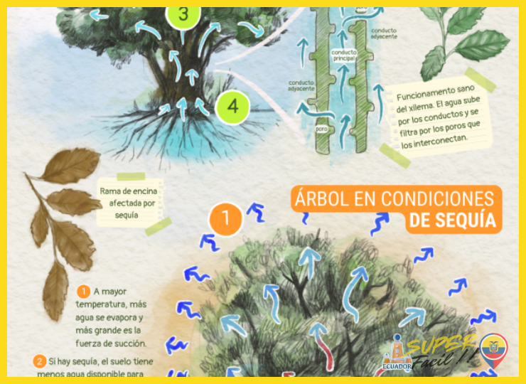 ¿Cómo se adaptan las plantas del bosque seco a la falta de agua?