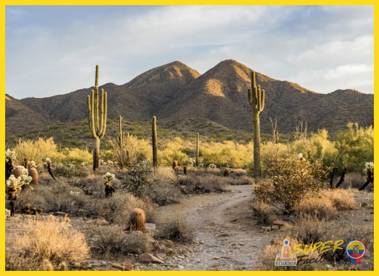 ¿Cómo sobreviven estos cactus gigantes en un desierto?