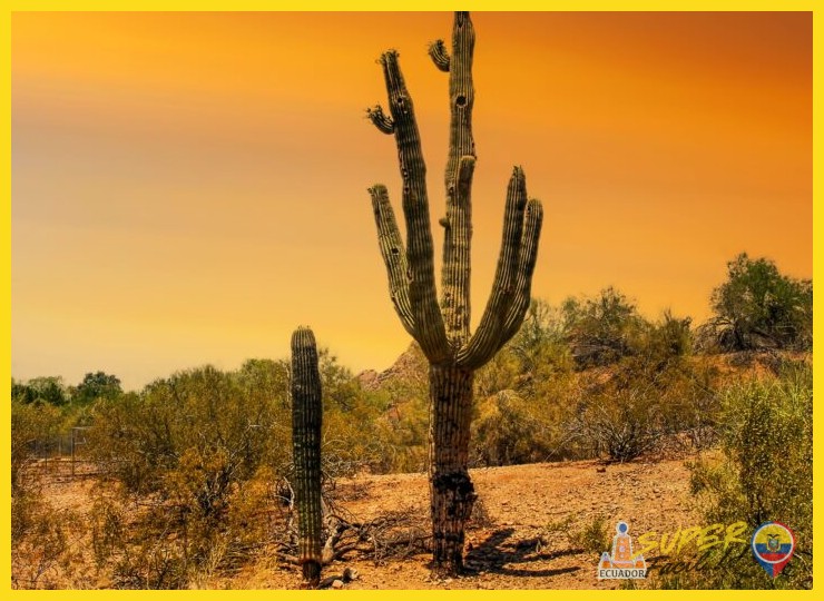 ¿Con qué nombre se identifica al cactus emblemático, de gran tamaño, que define el paisaje del desierto costero del Ecuador?