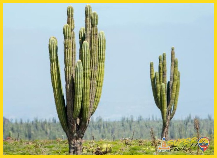¿Cuál es el nombre científico y el nombre común de las especies de cactus columnares gigantes que habitan el desierto costero de Ecuador?