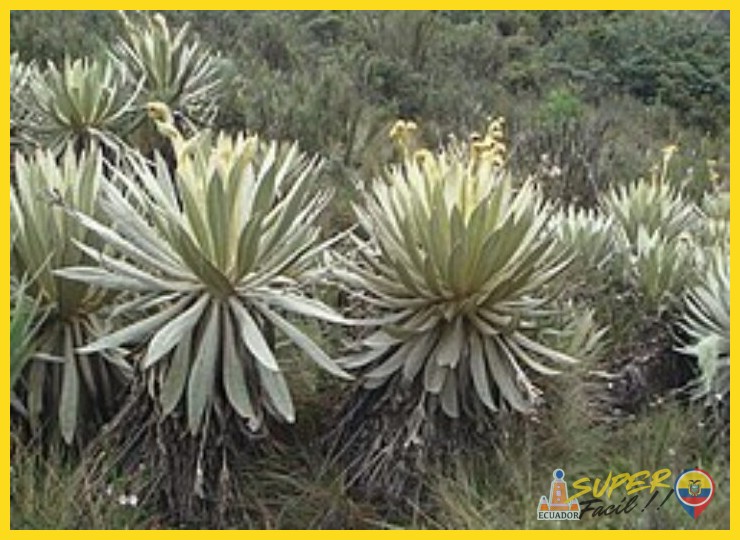 ¿Cuál es la distribución geográfica global de las especies de frailejón (*Espeletia* y géneros afines)?