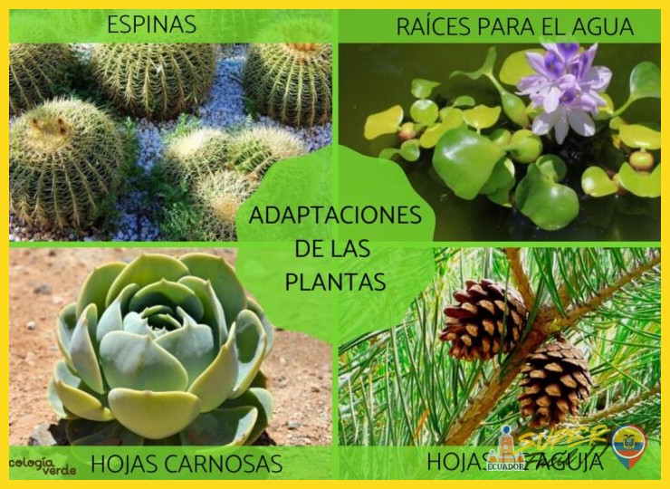 ¿Cuáles son las cuatro formaciones vegetales o tipos de bosque que caracterizan este mundo de adaptación sorprendente?