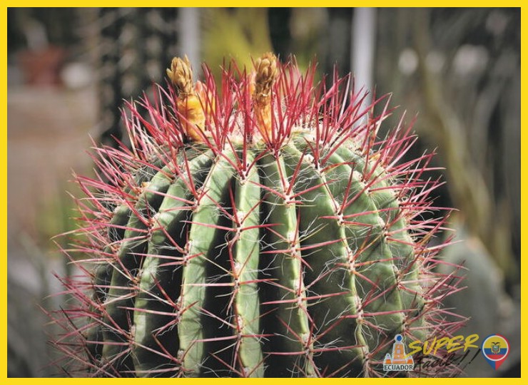 ¿Cuáles son las principales especies de cactus que conforman la vegetación característica del desierto costero ecuatoriano?