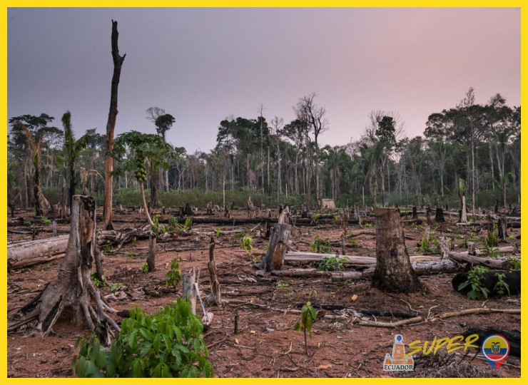 ¿Cuáles son los principales desafíos para la conservación del Amazonas?