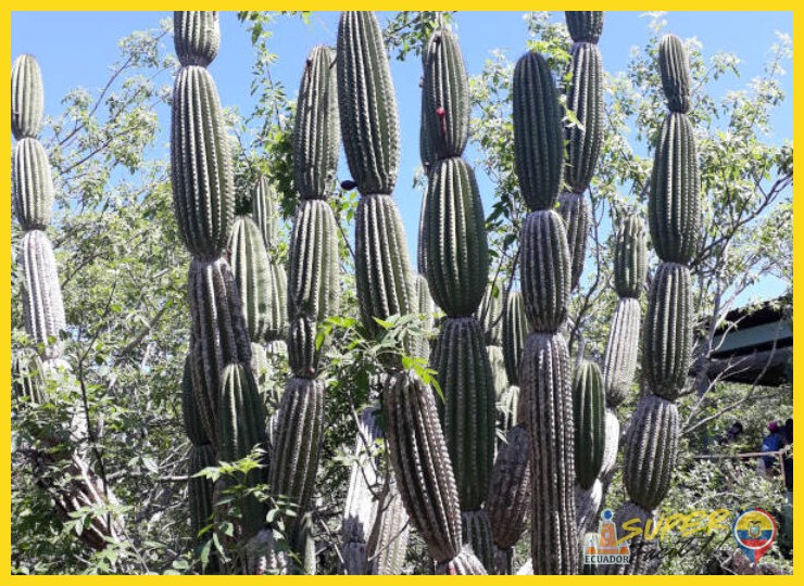 Ecosistema en Vertical: Fauna Asociada