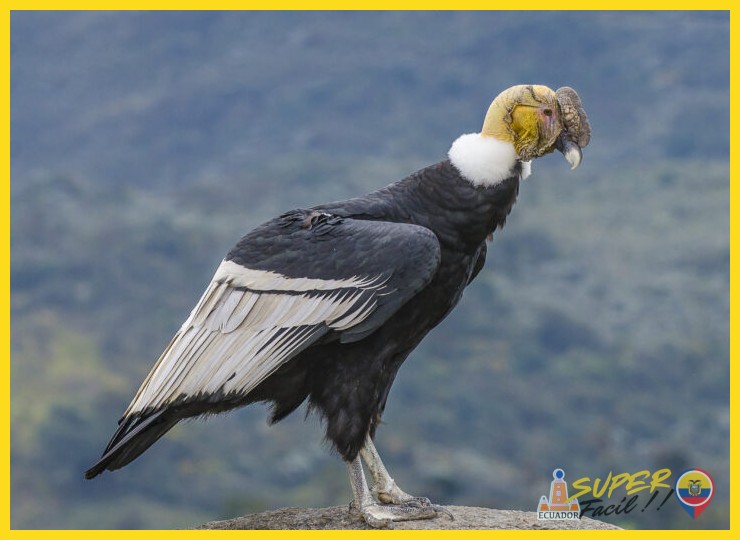 El cóndor andino: símbolo viviente de la reserva