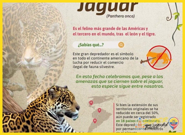 El Jaguar: El Regulador Supremo de la Cadena Trófica