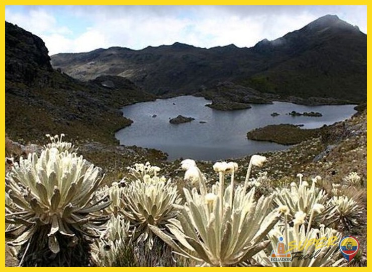 El páramo: mucho más que un paisaje frío y desolado