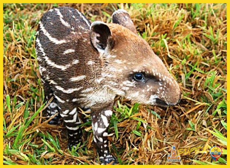 El Tapir: El Jardinero de la Selva con Memoria Botánica