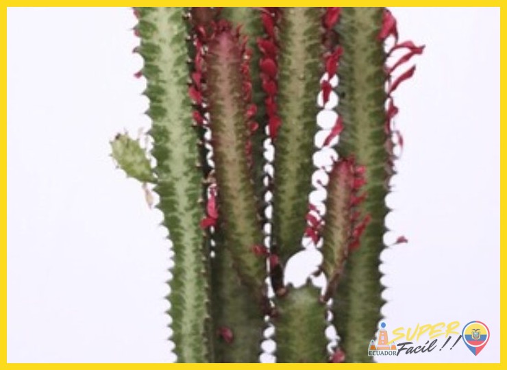 Especies Emblemáticas: Identidad Botánica