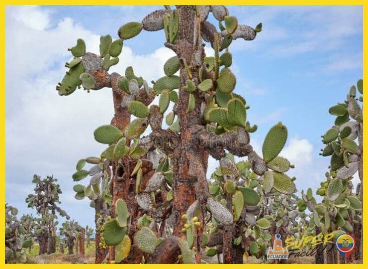 ¿Existen realmente cactus gigantes en el desierto costero de Ecuador?
