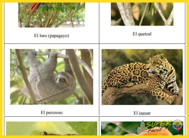 Fauna Icónica y Especies Desconocidas