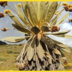 Frailejones y páramos paisajes que parecen de otro planeta - Frailejones y páramos