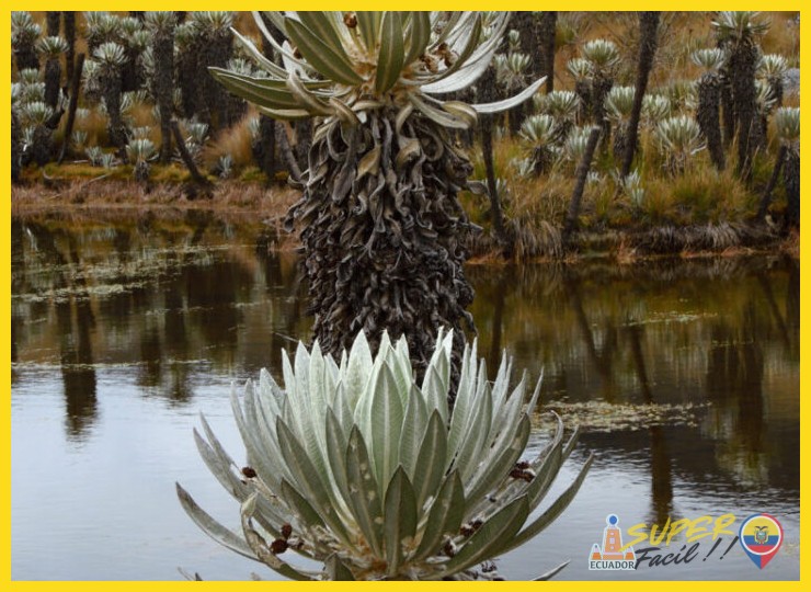 ¿Por qué es perjudicial para la planta y el ecosistema el contacto físico con los frailejones?