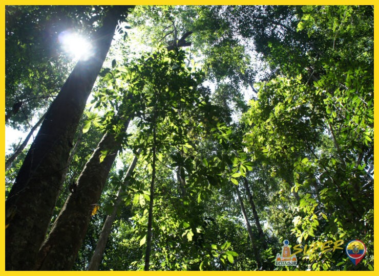 ¿Por qué la conservación de los bosques secos es crucial para la biodiversidad y la resiliencia climática?
