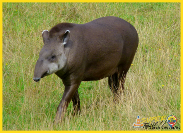 ¿Por qué se considera a los tapires y jaguares 'guardianes de la selva oculta'?