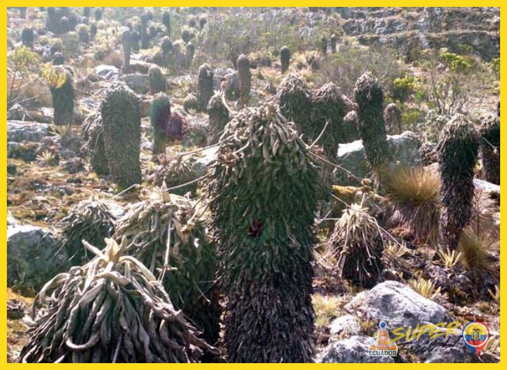 ¿Qué amenazas enfrentan los frailejones y los páramos hoy en día?