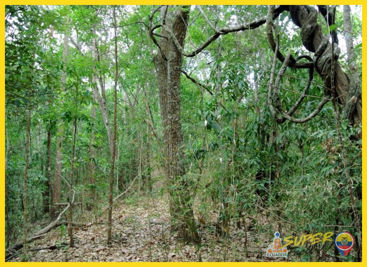¿Qué define ecológicamente al bosque seco tropical de la costa y qué lo convierte en un ejemplo de adaptación extrema?
