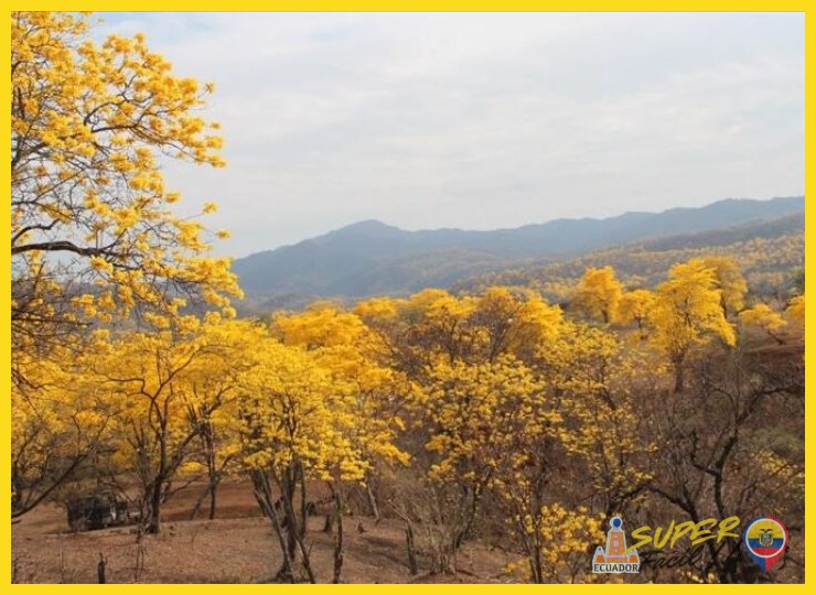 ¿Qué es el bosque seco tropical y dónde se encuentra en la costa?