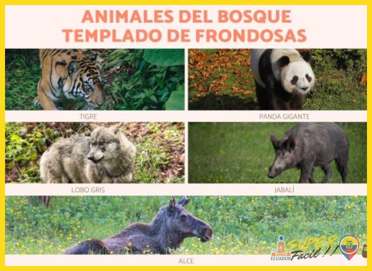 ¿Qué especies animales icónicas y únicas se pueden encontrar en el ecosistema del bosque tropical amazónico?