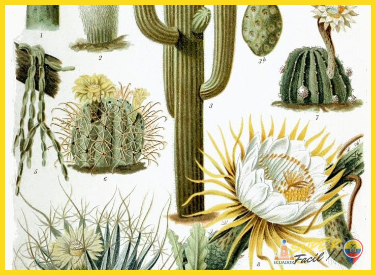 ¿Qué especies de cactus de gran porte y forma arbórea son endémicas o características del ecosistema desértico de la costa ecuatoriana?