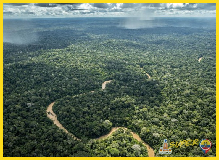 ¿Qué hace que la biodiversidad de la selva amazónica sea única en el mundo?