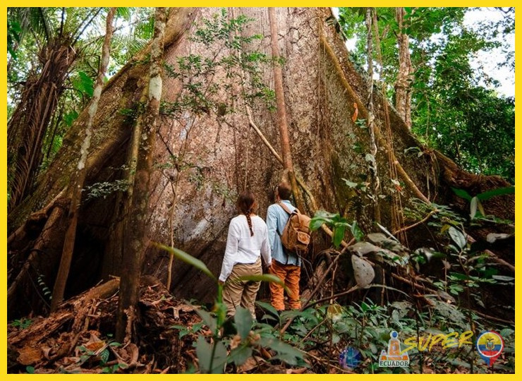 ¿Qué opciones de viaje y rangos de presupuesto existen para explorar la selva amazónica, considerando diferentes niveles de comodidad y duración?