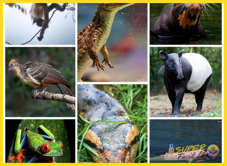 ¿Qué otras especies de fauna y flora se pueden observar en la reserva?