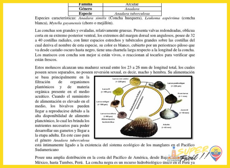 ¿Qué propiedades nutricionales y consideraciones de consumo presenta la concha negra, el ingrediente principal de este ceviche?