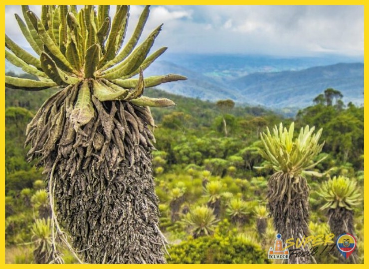 ¿Qué son exactamente los frailejones y por qué son tan especiales?