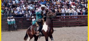 Rodeo montuvio la tradición ecuestre de la costa - Rodeo montuvio la