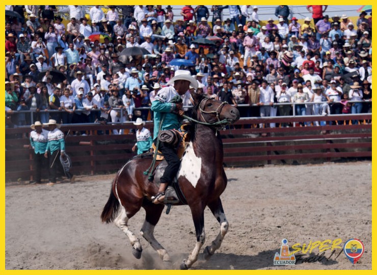 Rodeo montuvio la tradición ecuestre de la costa - Rodeo montuvio la