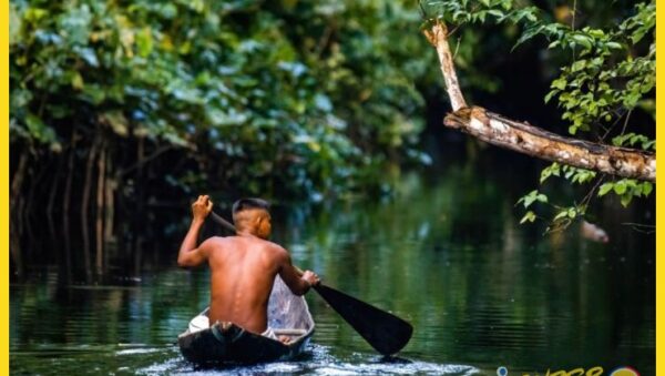 Selva amazónica un viaje a la biodiversidad infinita - Selva amazónica un