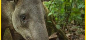 Tapires y jaguares los guardianes de la selva oculta - Tapires y jaguares