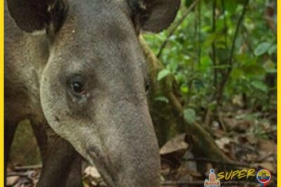 Tapires y jaguares los guardianes de la selva oculta - Tapires y jaguares