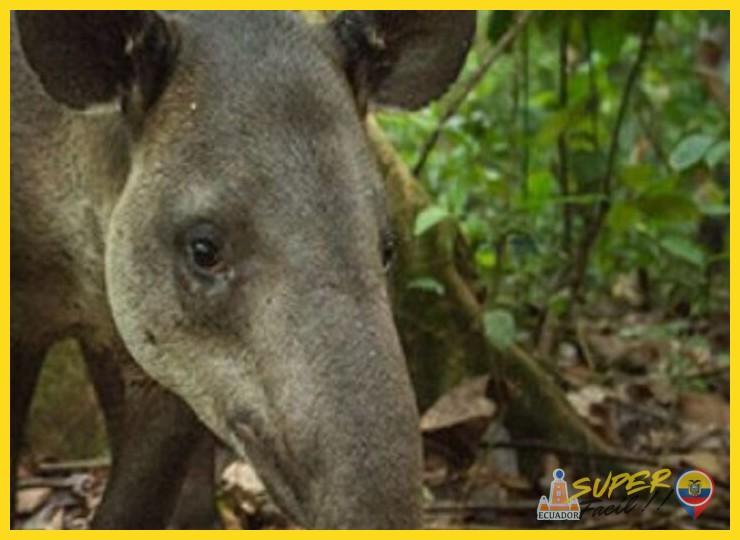 Tapires y jaguares los guardianes de la selva oculta - Tapires y jaguares